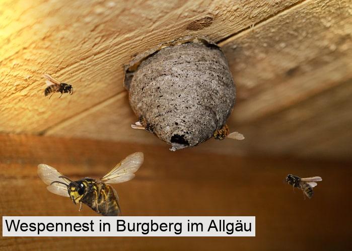 Wespennest in Burgberg im Allgäu